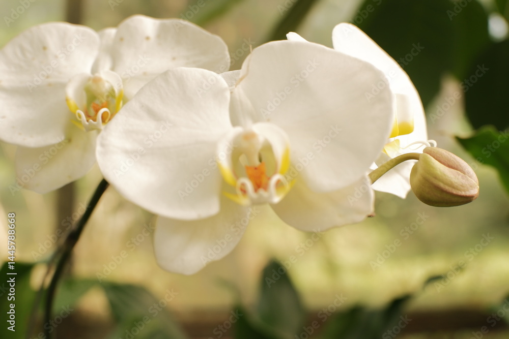 Fototapeta premium white orchid bloom in soft focus.