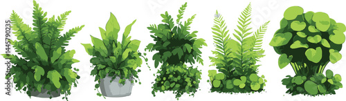 Collection of detailed 2D cartoon ferns and foliage in various styles and arrangements for decorative use