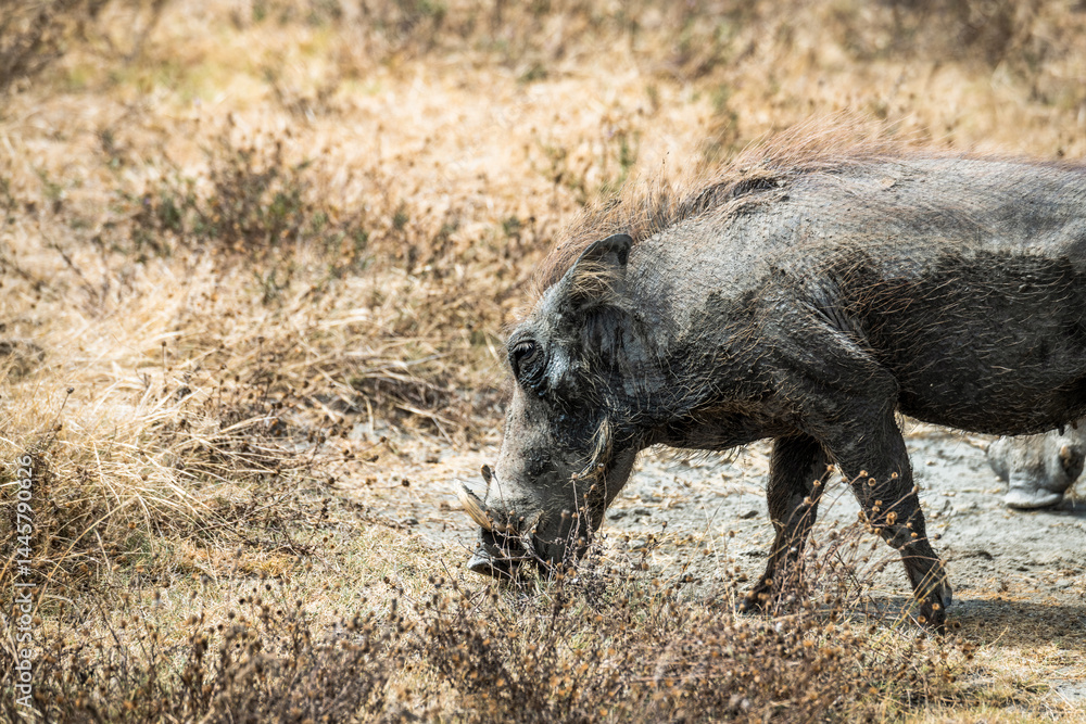 Fototapeta premium Safari im Ngorongoro Krater