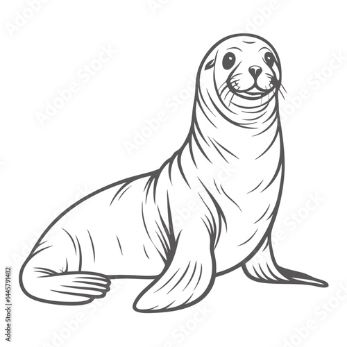 California Sea Lion Outline Illustration