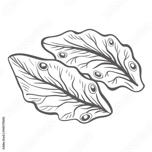 Marine Flatworm Outline Illustration, Sea Creature