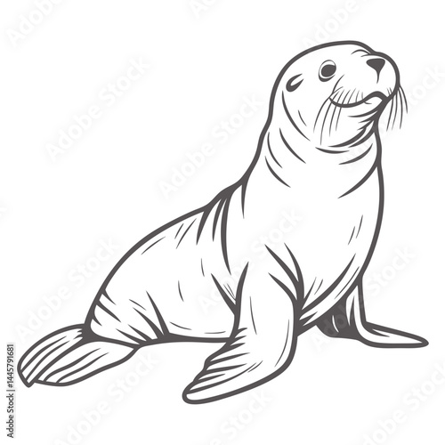 Galapagos Sea Lion Line Art Illustration