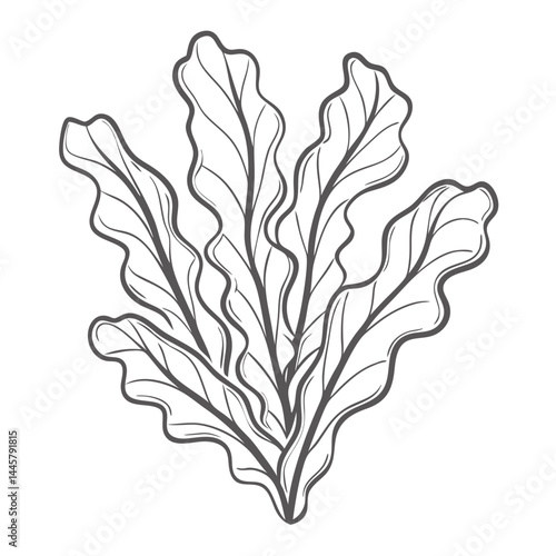 Simple Kelp Seaweed Outline Illustration