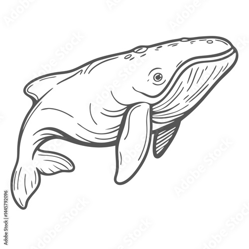North Atlantic Right Whale Line Art Illustration