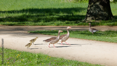 Graugänse mit Küken_Spaziergang_anser anser