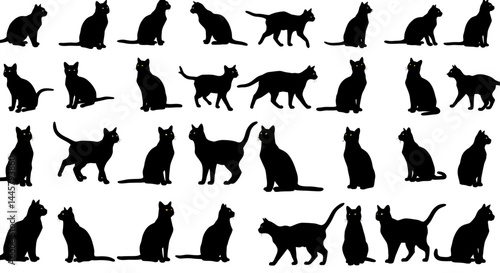 Collection of various cat silhouettes vector illustration feline pets in different poses and positions
