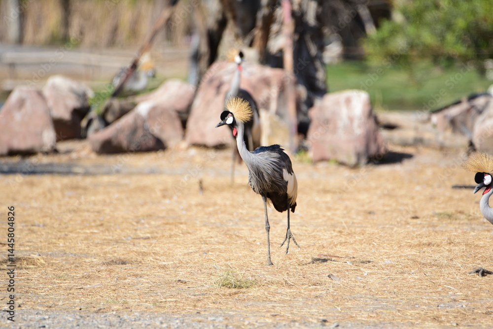 Grey crowned crane Grey crowned crane