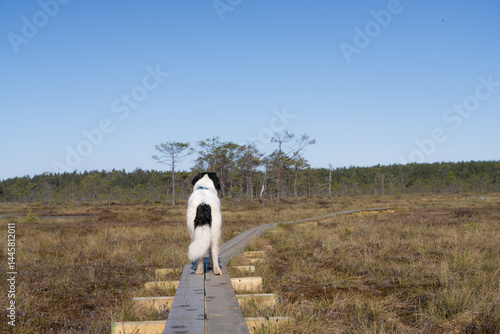 Konnu, Estonia - April 26 2025: Happy Landseer Dogs enjoying a Bog Landscape at Konnu Suursoo Mire. Spring Morning in Scenic Wetland, wooden duckboards running through dangerous Peat Moss, Swamp Grass