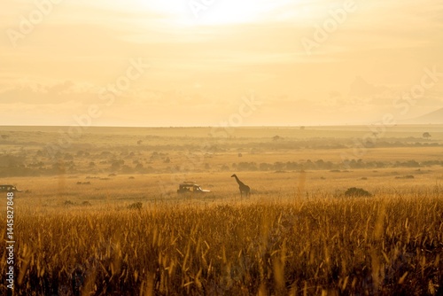 giraffe grazing in a field of grass