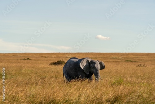 elephant grazing in the grass