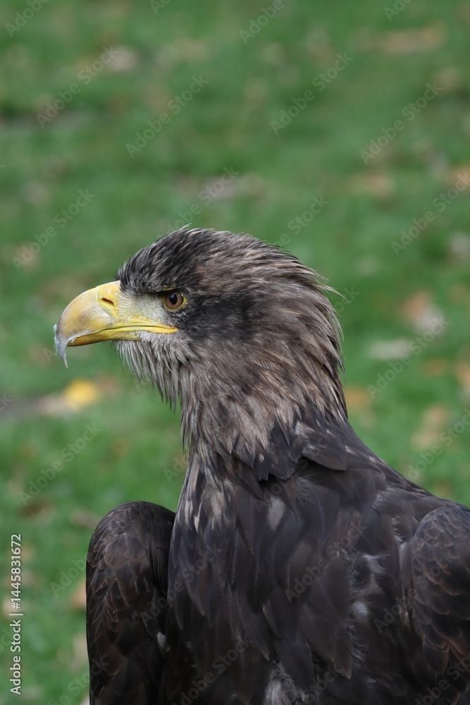 Obraz premium Young sea eagle portrait after hunt