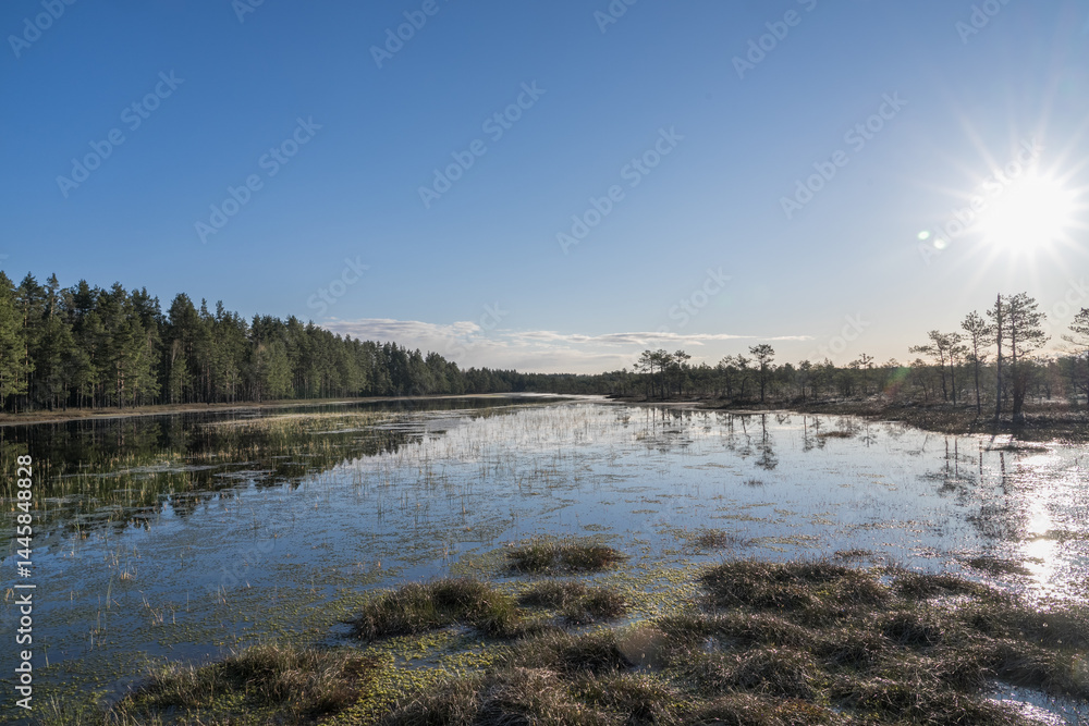 Fototapeta premium Estonia - April 26 2025: Spring in Kõnnu Suursoo Mire. Scenic Wetland Landscape with Dangerous Floating Peat Moss and Typical Swamp Grass around Bog Pool named Pikklaugas in Soft Morning Light.