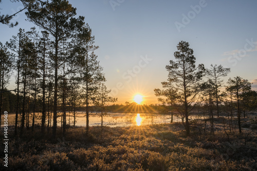 Estonia - April 26 2025: Spring in Kõnnu Suursoo Mire. Scenic Wetland Landscape with Dangerous Floating Peat Moss and Typical Swamp Grass around Bog Pool named Pikklaugas in Soft Morning Light.