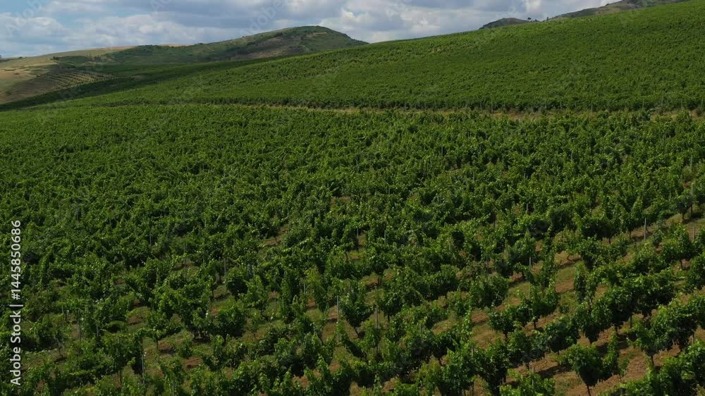 Wine valley Wine valley