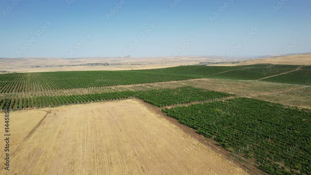 Wine yard in Azerbaijan, Summer Wine yard in Azerbaijan, Summer