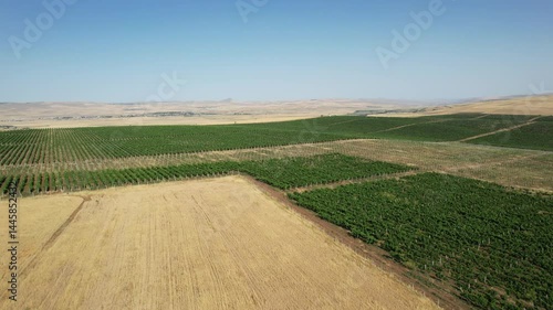 Wine yard in Azerbaijan, Summer