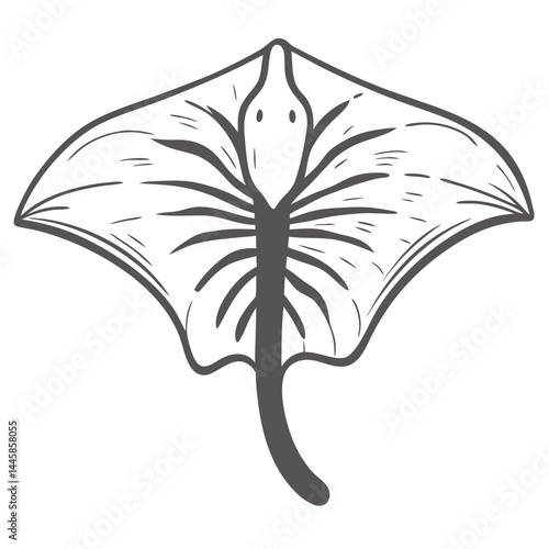 Velella Velella Illustration - By-the-Wind Sailor