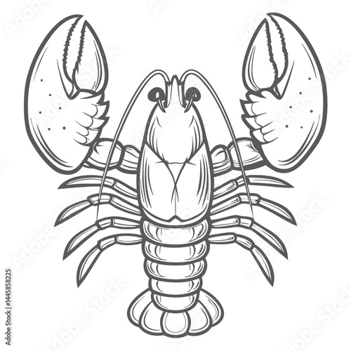 European Lobster Outline Illustration, Homarus Gammarus