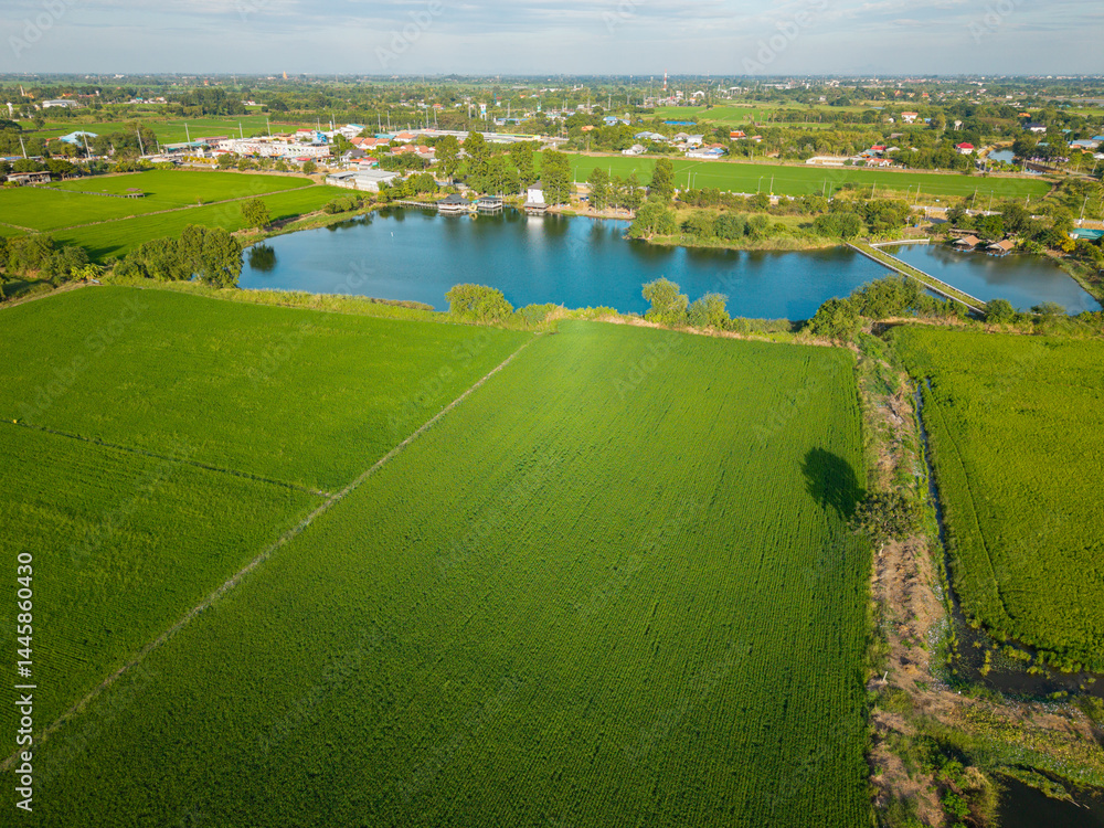 Fototapeta premium Aerial view of vibrant green rice fields