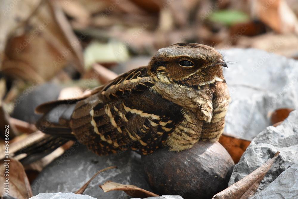 Fototapeta premium Large-tailed Nightjar sleep.