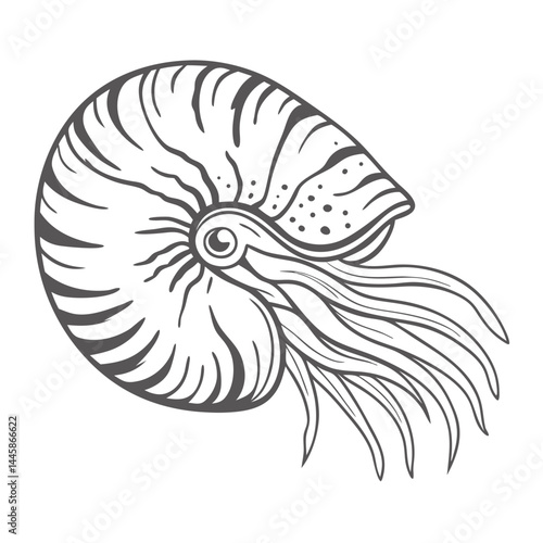 Paper Nautilus Shell Line Art Illustration