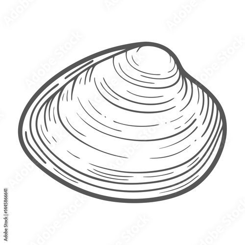 Atlantic Surf Clam Line Art Illustration