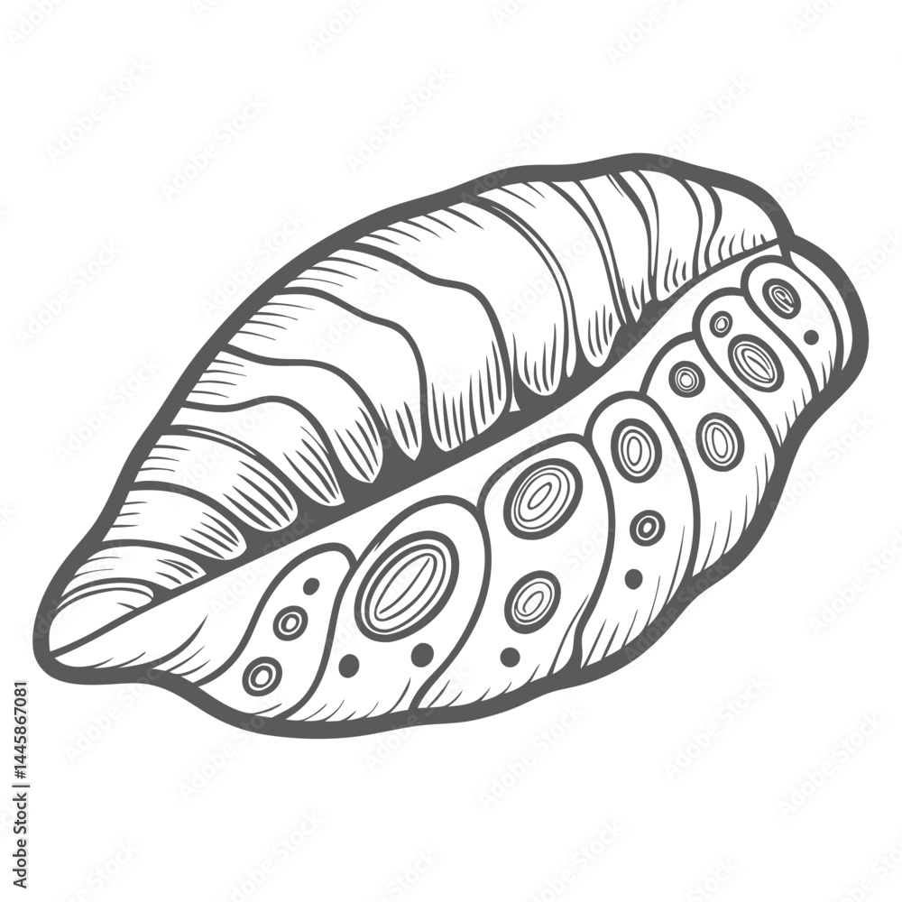 Flamingo Tongue Snail Outline Illustration Flamingo Tongue Snail Outline Illustration
