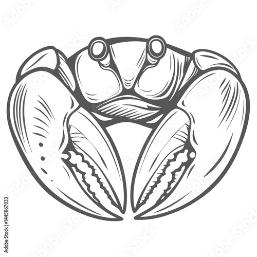 Fiddler Crab Illustration, Uca spp, Vector Graphic