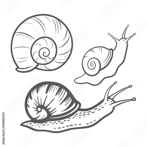 Snails and Shells Line Art Illustration