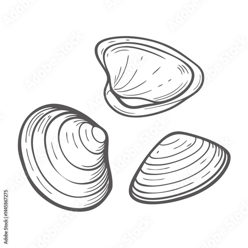 mollusks---bivalves--clams--oysters--etc--- high quality classic detailed beautiful