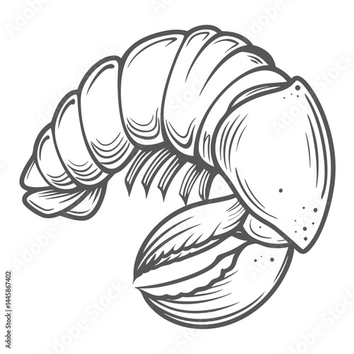 Pistol Shrimp Line Art, Alpheidae Family