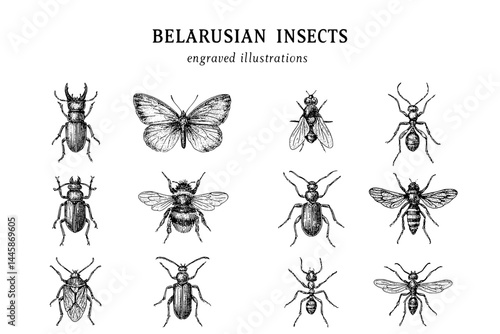 Detailed engravings showcase various Belarusian insects highlighting their unique features in stunning artistry