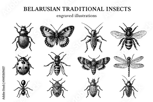 Engraved illustrations showcase the beauty and diversity of traditional Belarusian insects with intricate details and artistic flair