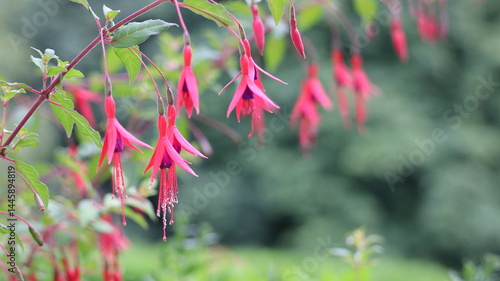 Fuchsia Magellanica Riccartonii flower in a garden