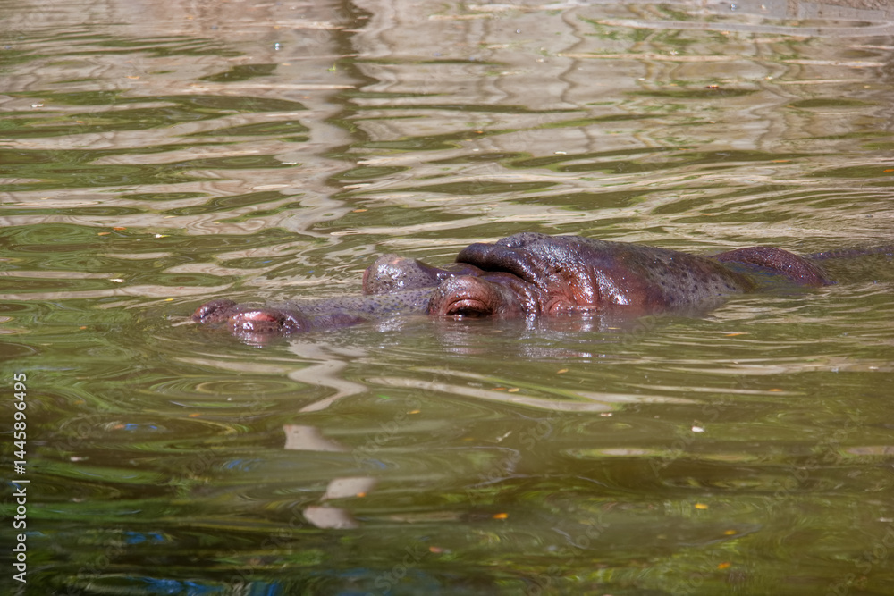 Hippo swimming in calm water at midday near the riverbank in a natural habitat setting