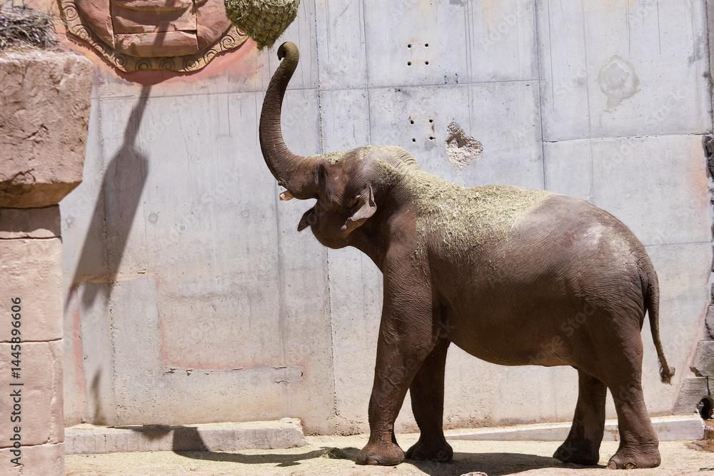 Elephant in a zoo habitat interacting with a wall during afternoon sunlight in a landscaped enclosure