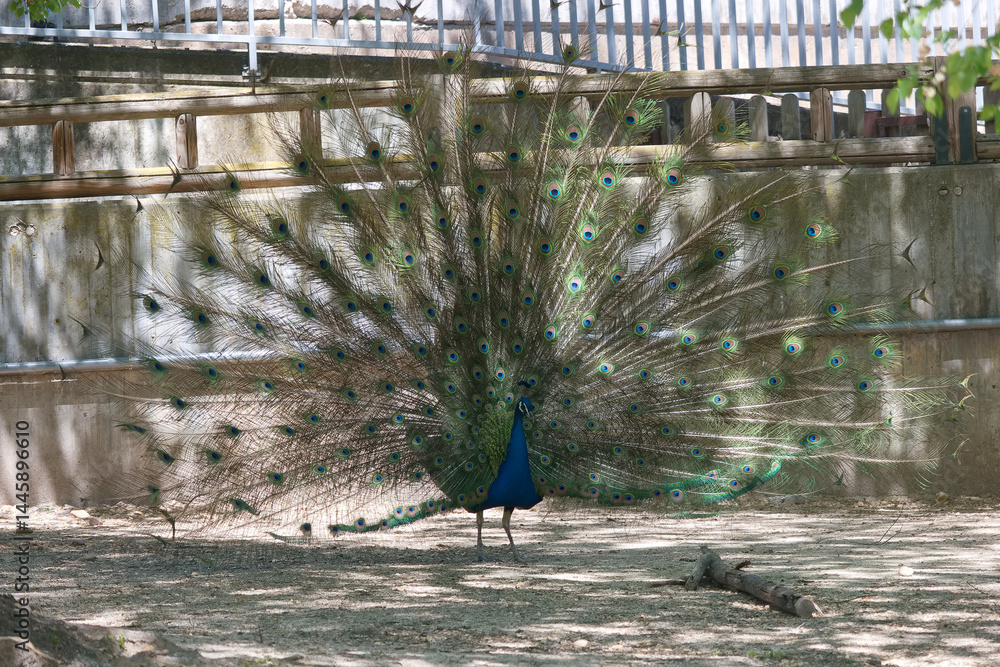 Vibrant peacock displaying its magnificent feathered tail in a natural setting near a wooden fence during daylight