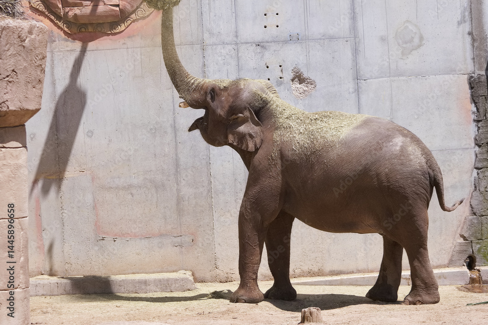 Elephant interacting with objects at wildlife park during sunny afternoon