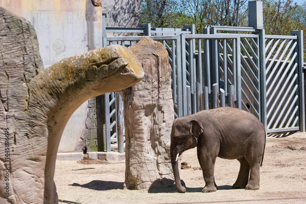Young elephant explores its enclosure at a wildlife sanctuary during a sunny afternoon
