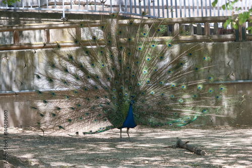 Vibrant peacock displaying its magnificent feathered tail in a natural setting near a wooden fence during daylight