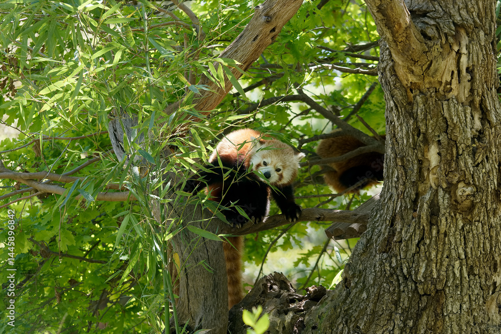 Red panda resting on a tree branch in a lush green forest during a sunny day