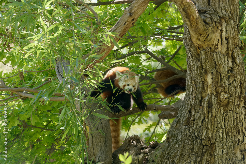 Red panda perched on a tree branch in a lush green forest during daylight hours