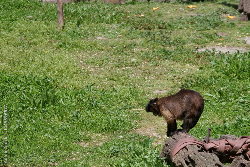 Monkey exploring a green habitat with fallen fruits in a sunny outdoor environment during midday