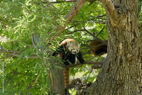 Obraz na płótnie Red panda perched on a tree branch in a lush green forest during daylight hours w salonie