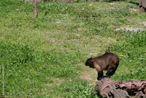 Obraz na płótnie Monkey exploring a green habitat with fallen fruits in a sunny outdoor environment during midday w salonie