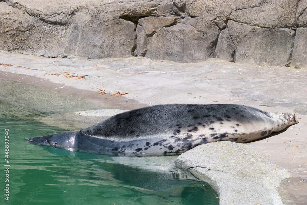 Seal resting on the rocky shore near the water's edge under bright sunlight in a coastal habitat