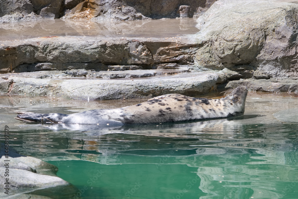 Seal resting on the rocky shore while basking under the sun in a serene natural habitat during midday