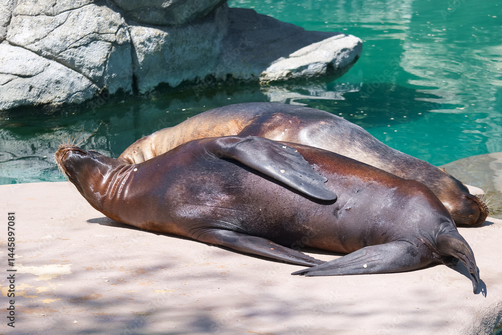 Sea lions basking under the sun by the water at a coastal rescue center during a warm afternoon