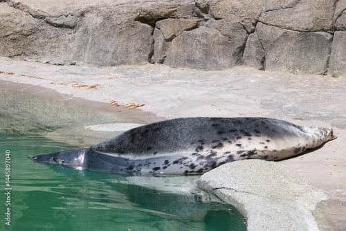 Seal resting on the rocky shore near the water's edge under bright sunlight in a coastal habitat