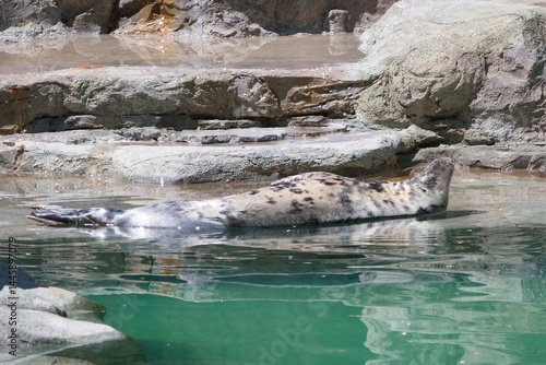 Obraz na płótnie Seal resting on the rocky shore while basking under the sun in a serene natural habitat during midday w salonie
